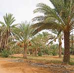Sahara desert oasis