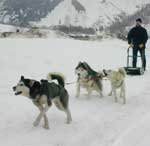 Dog sledding in Chamonix