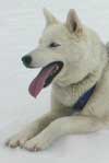 a dog in Chamonix, france